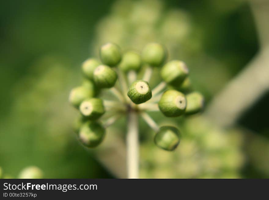 Green fruit