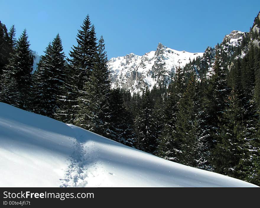 Path In Carpathian Mountains