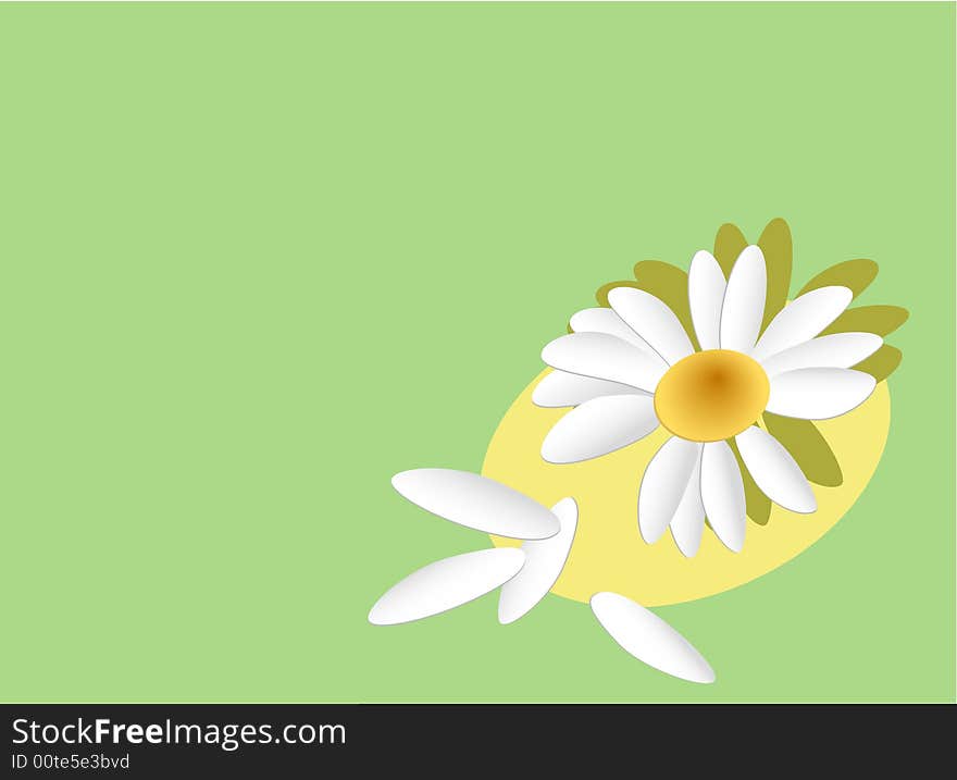 Camomile with petals on a green background