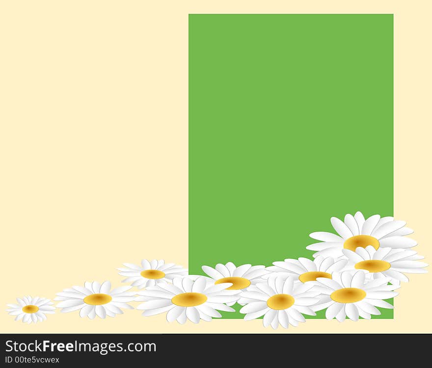 Camomile with petals on a green background