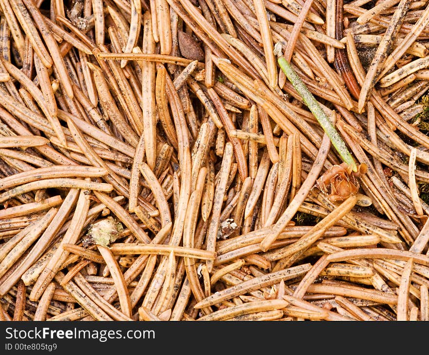 Fallen pine needles on the ground