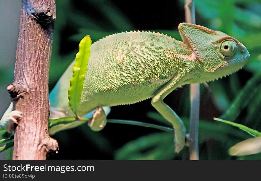 Young chameleon on the branch. Young chameleon on the branch