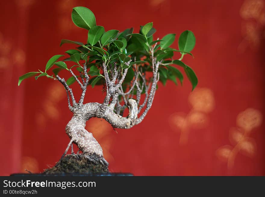 Bonsai tree on the red background