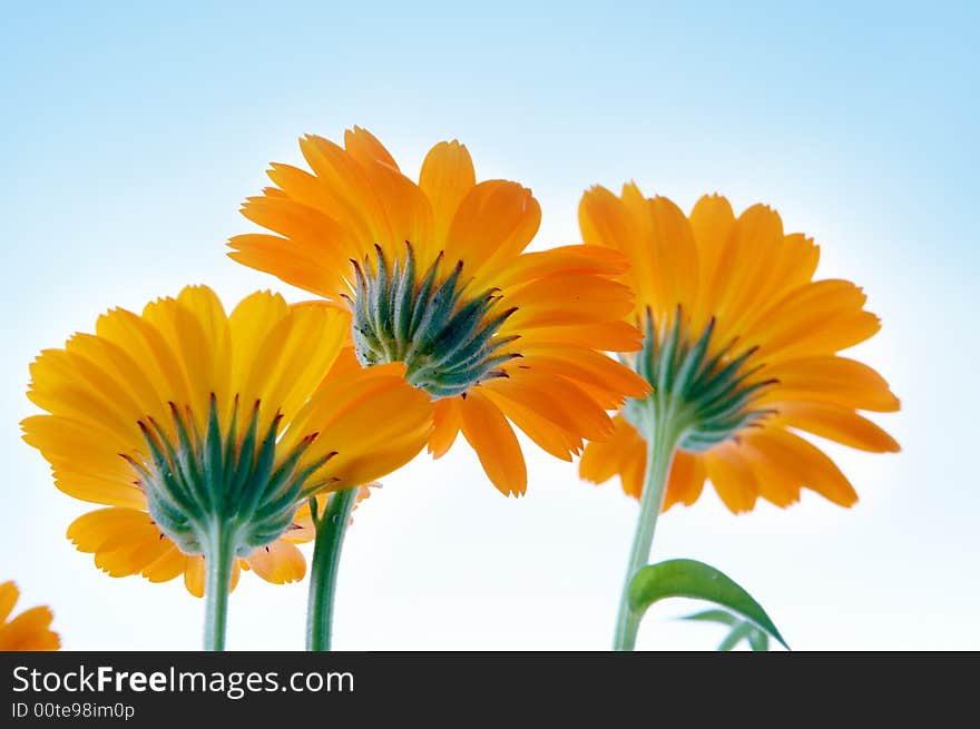 Yellow flower