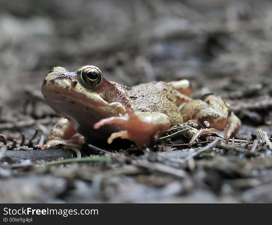 Common frog (Rana temporaria) in the mud