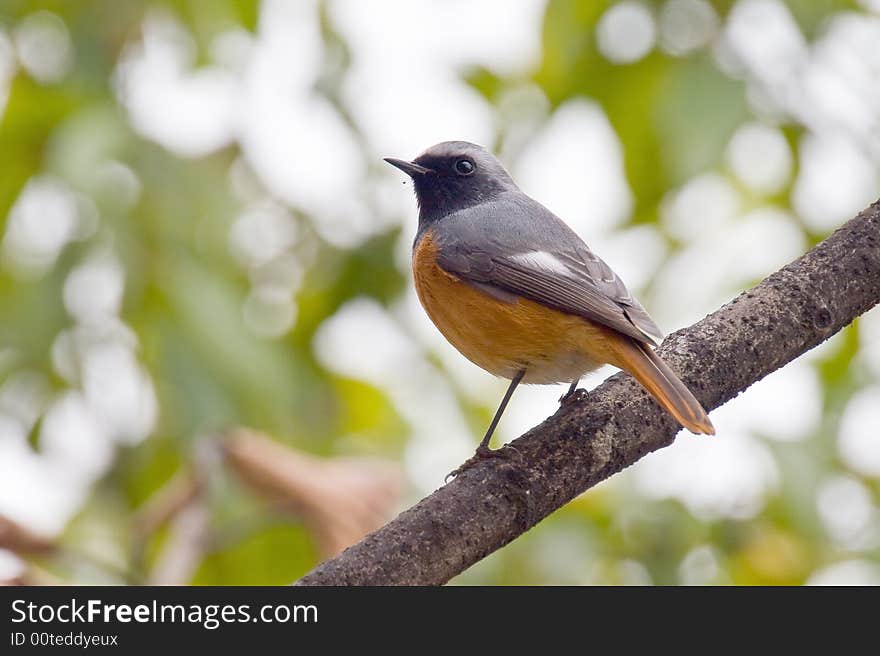 A robin bird in thd garden