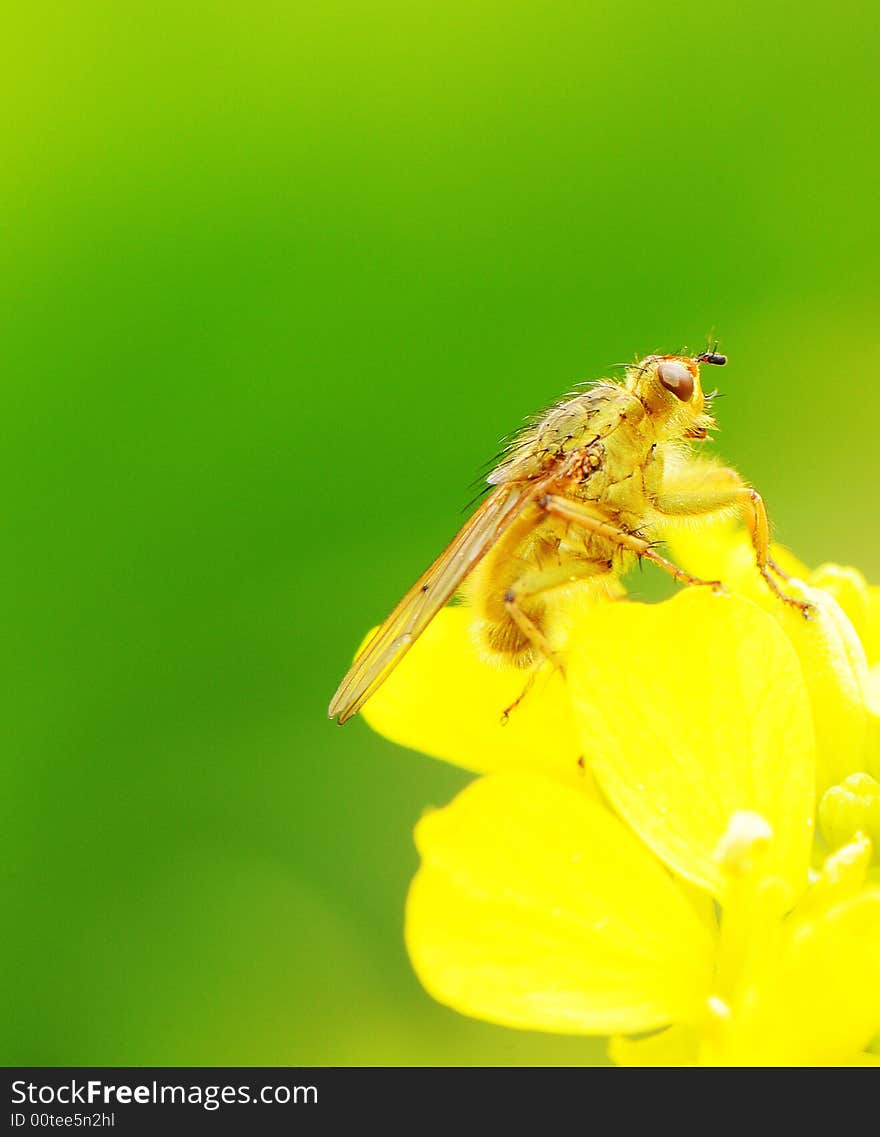 Rape flower and  flies