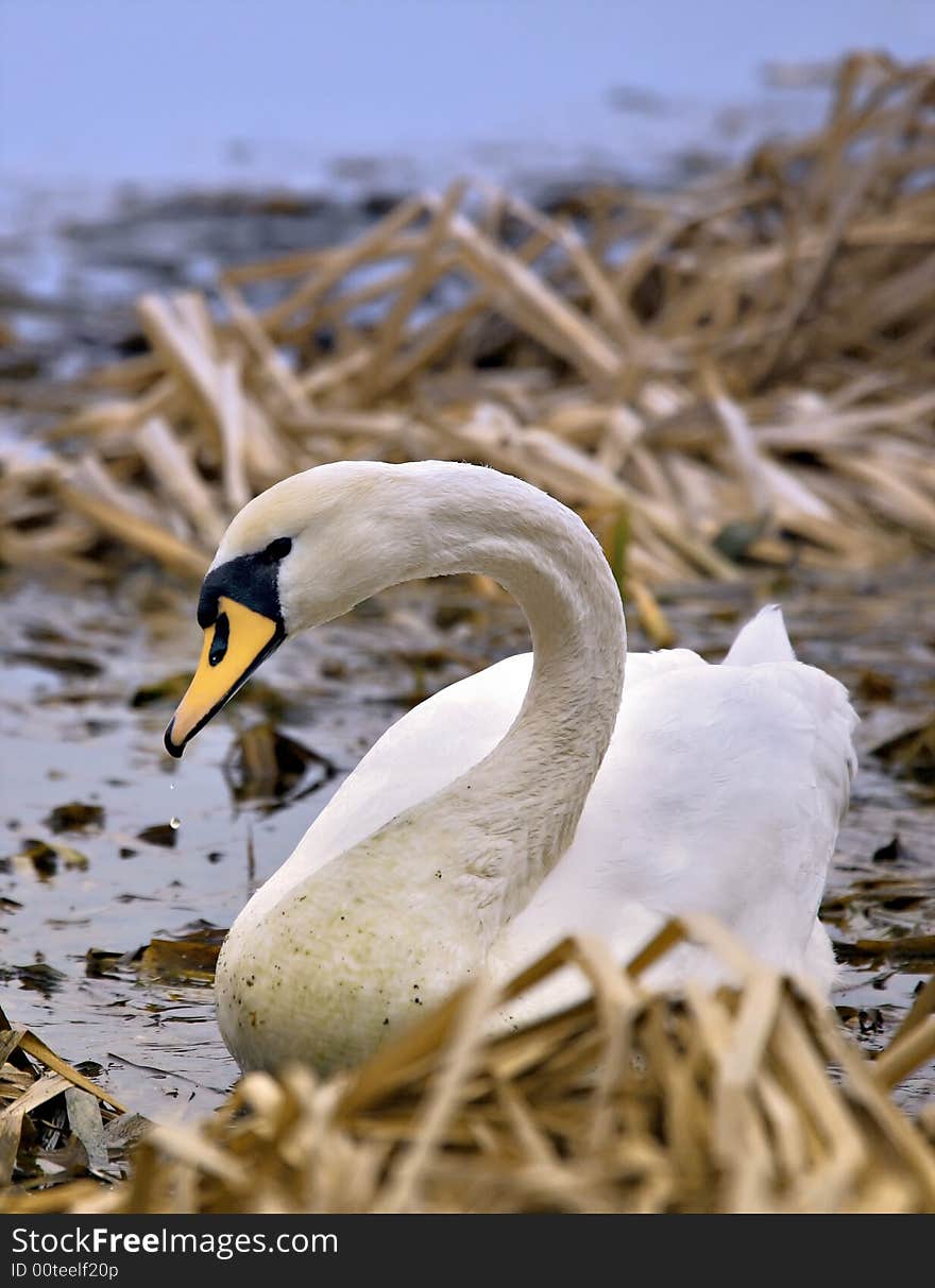 Grand Swan