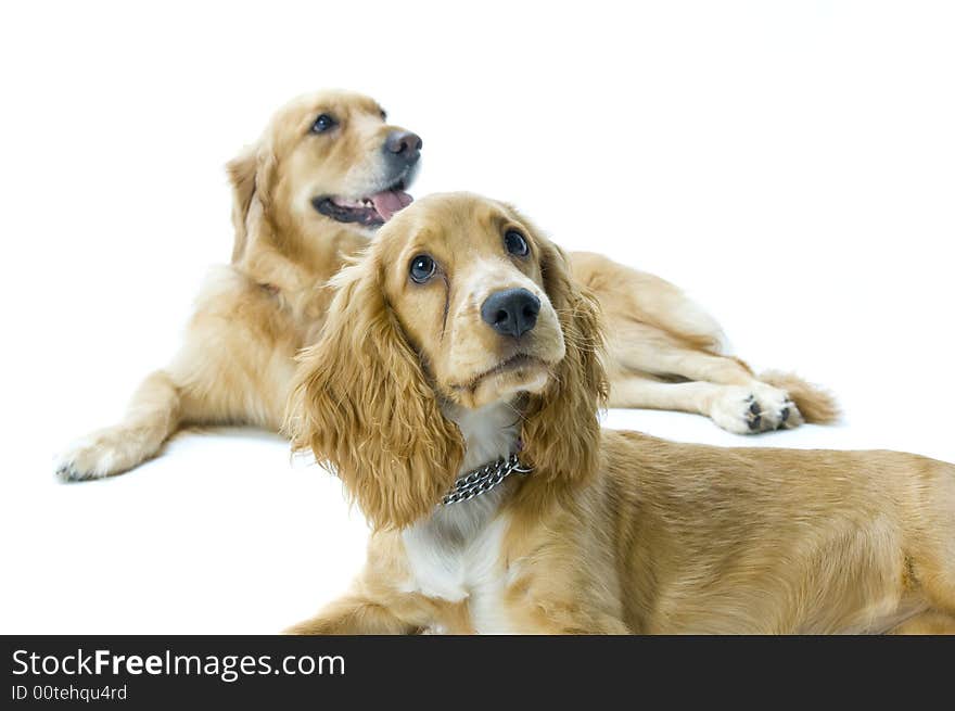 Golden Retriever And Cocker Spaniel Together