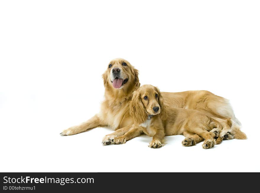 Golden Retriever and Cocker Spaniel Together