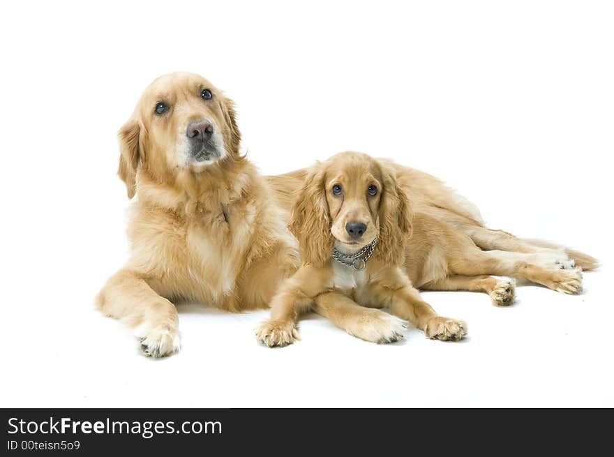 Golden Retriever and Cocker Spaniel Together