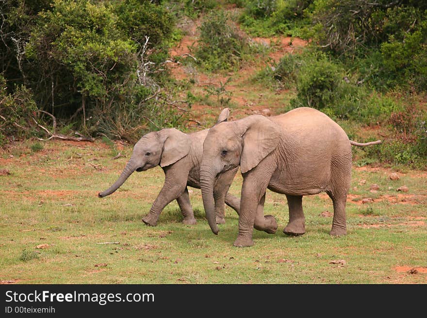 Young elephants walking and talking