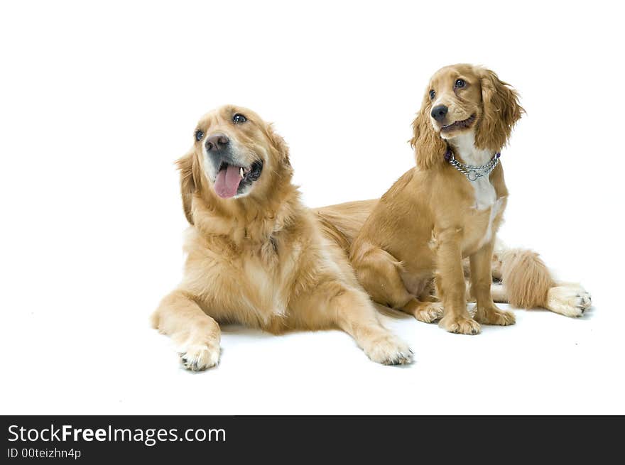 Golden Retriever And Cocker Spaniel Together