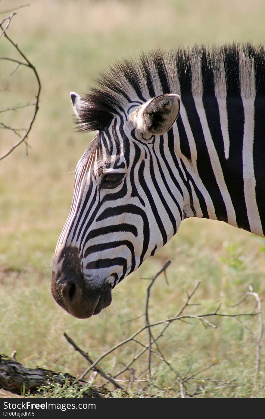 Close up portrait of a Burchell's Zebra (equus burchelli). Close up portrait of a Burchell's Zebra (equus burchelli)