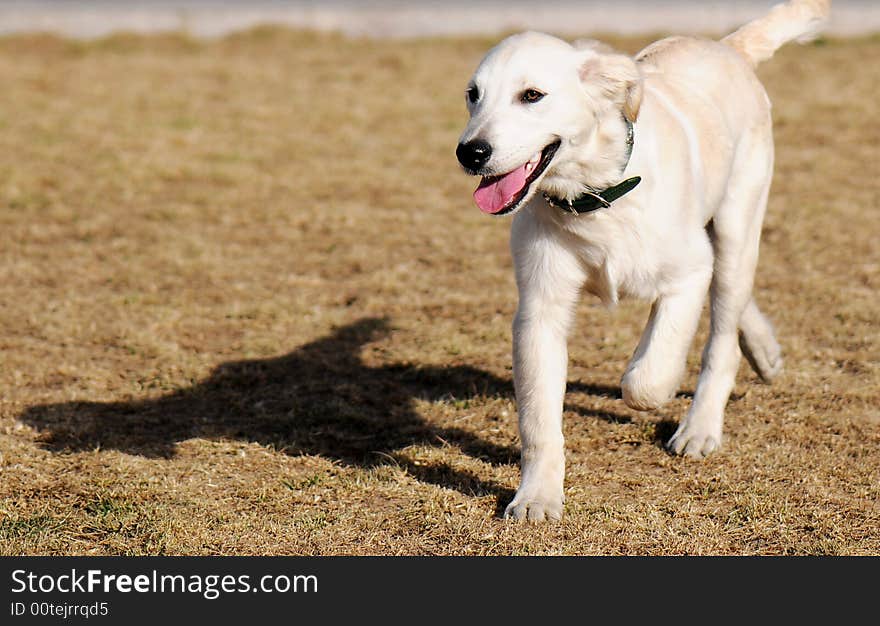 Beautiful white Labrador under the sun