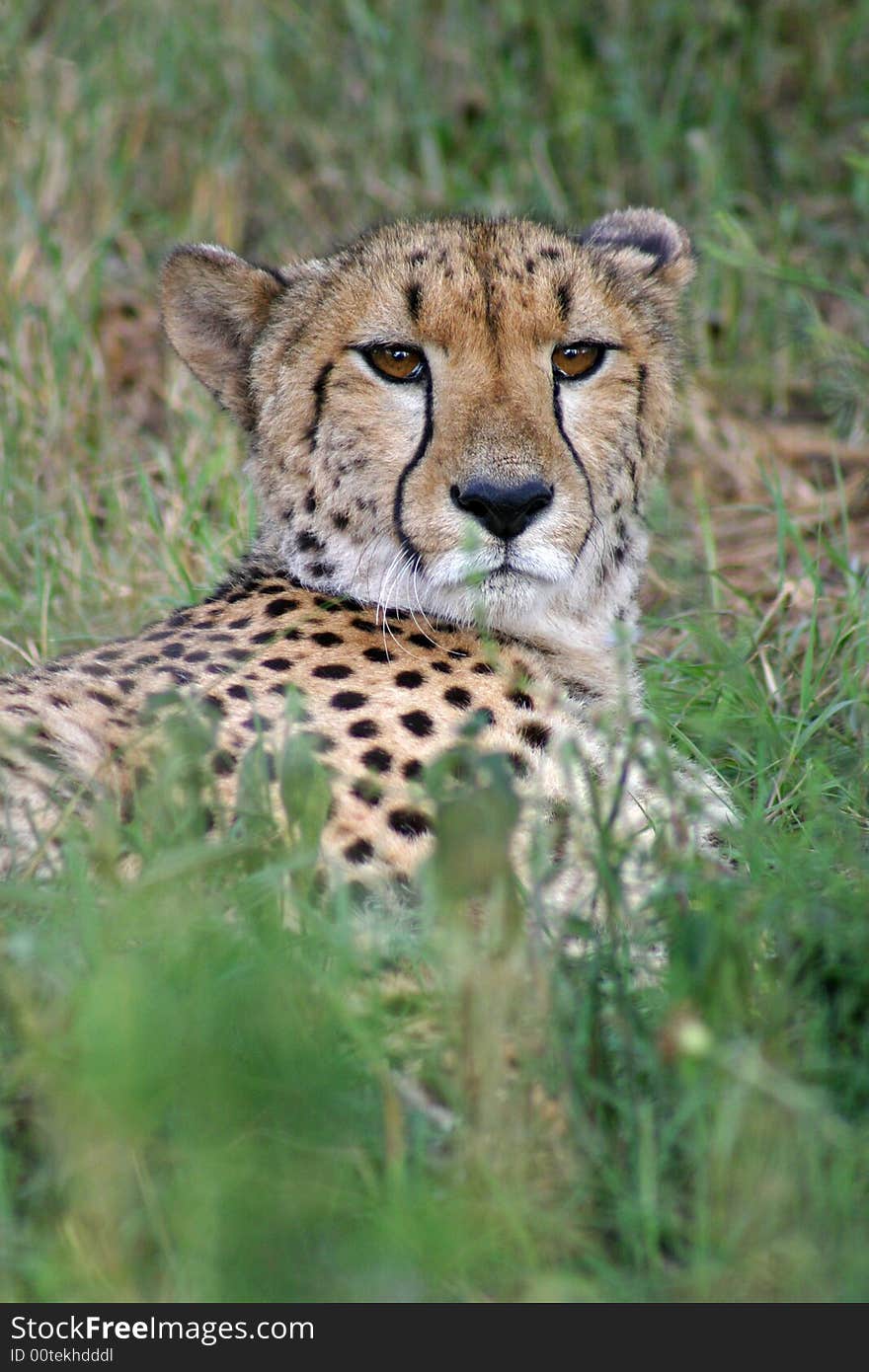 A cheetah (acinonyx jubatus) lying down in grassland. A cheetah (acinonyx jubatus) lying down in grassland.