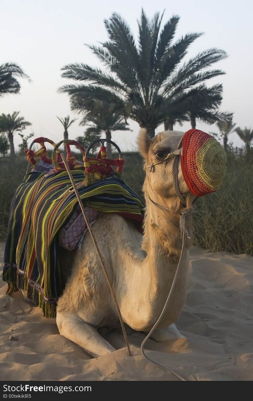 Arabian Camel waiting on the next rider for a trip across the desert.