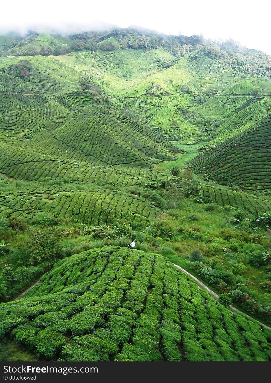 Tea plants carpet the hillsides on the Cameron Highland Tea Plantation near Kuala Lumpur Malaysia. Tea plants carpet the hillsides on the Cameron Highland Tea Plantation near Kuala Lumpur Malaysia