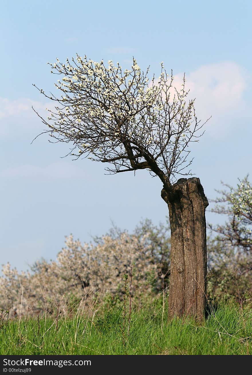 Blooming old apple-tree and the scenery of the spring. Blooming old apple-tree and the scenery of the spring