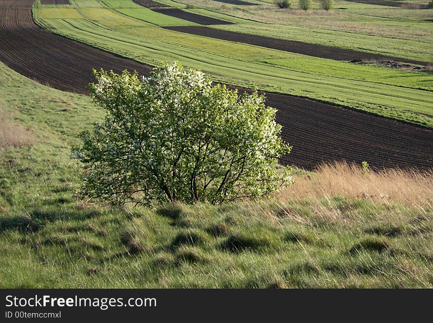 Green bush among fields and meadows, spring. Green bush among fields and meadows, spring