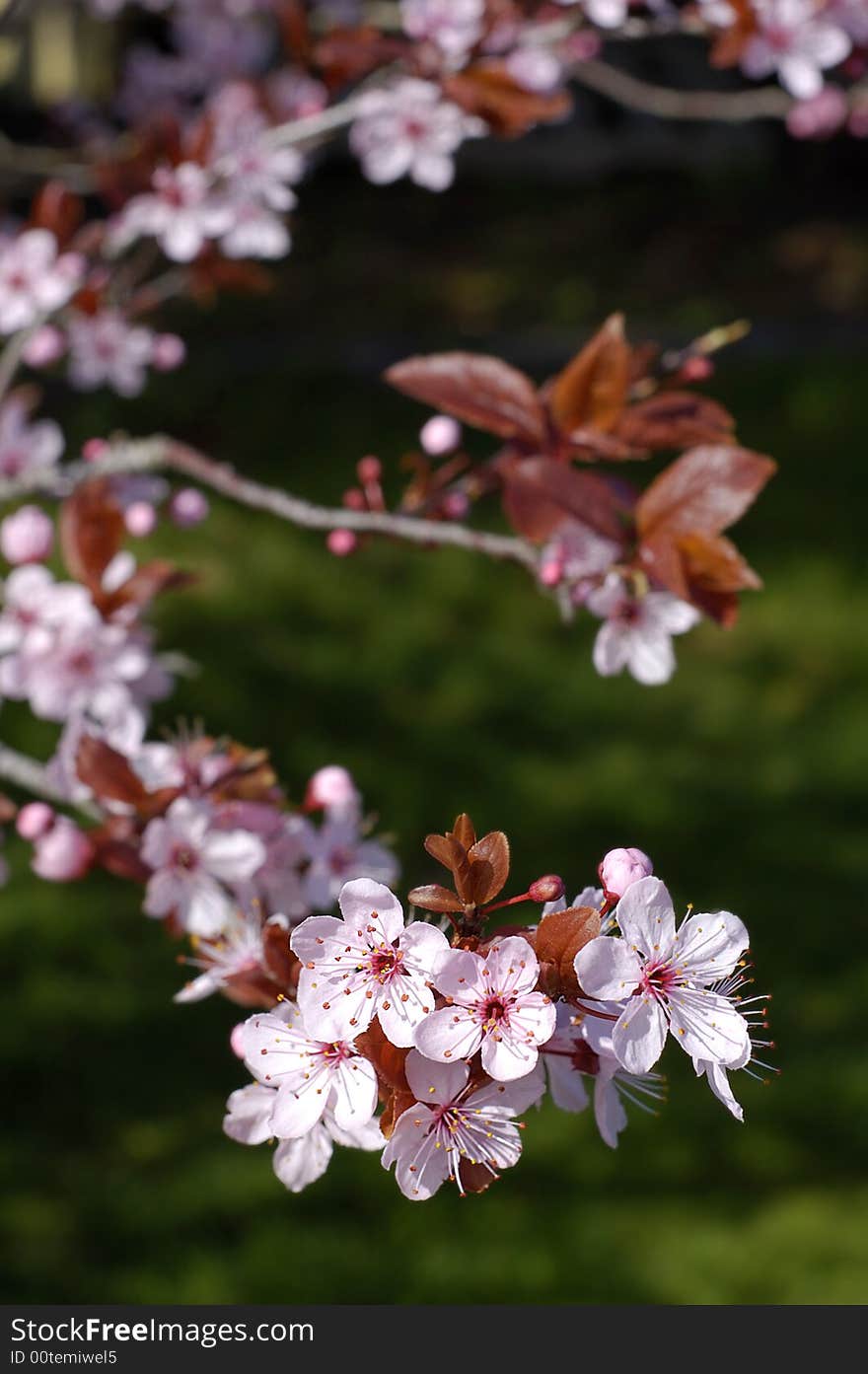 A cherry tree in springtime erupts with blossoms. A cherry tree in springtime erupts with blossoms.