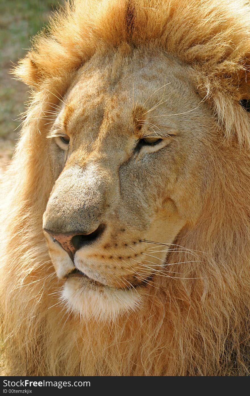 Male Lion  1