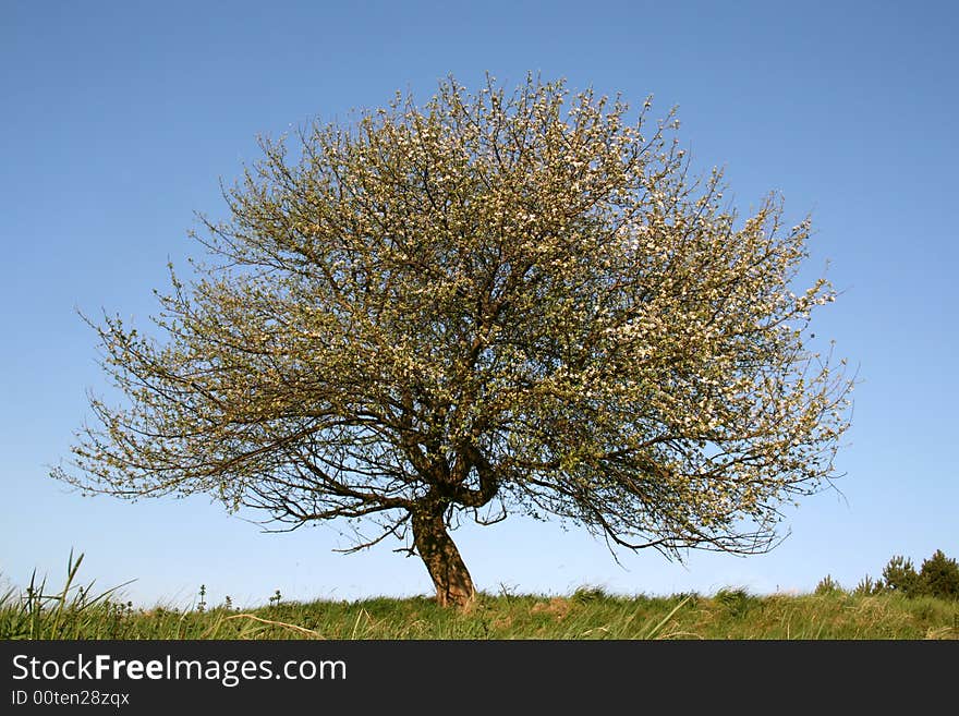 Blooming apple-tree and scenery of spring. Blooming apple-tree and scenery of spring