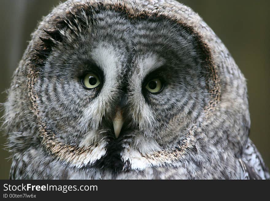 Owl sitting on the branch close up