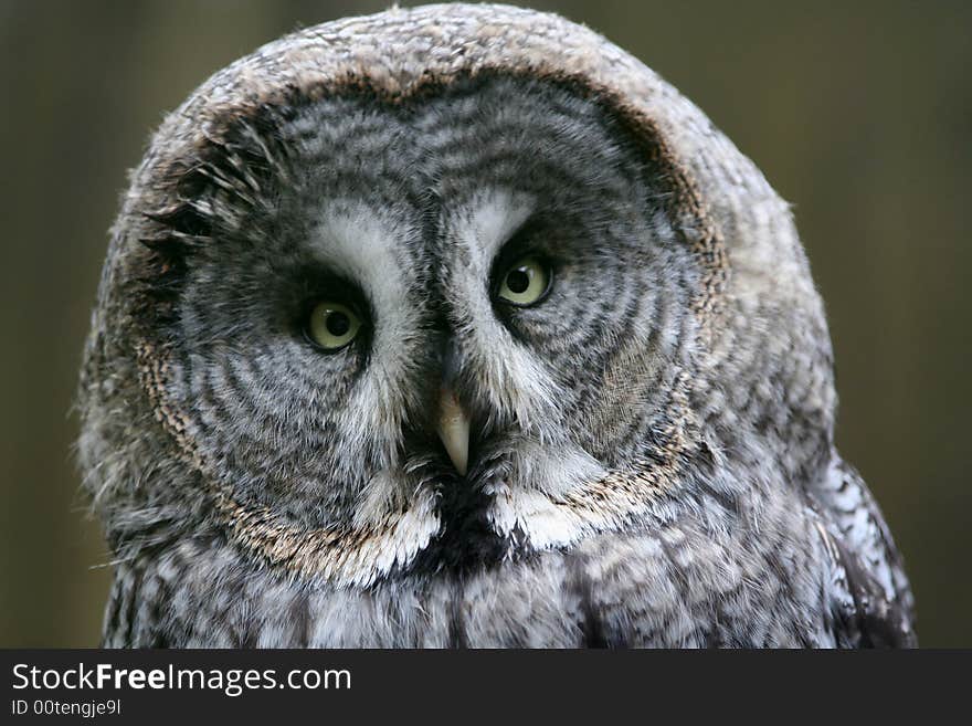 Owl sitting on the branch close up