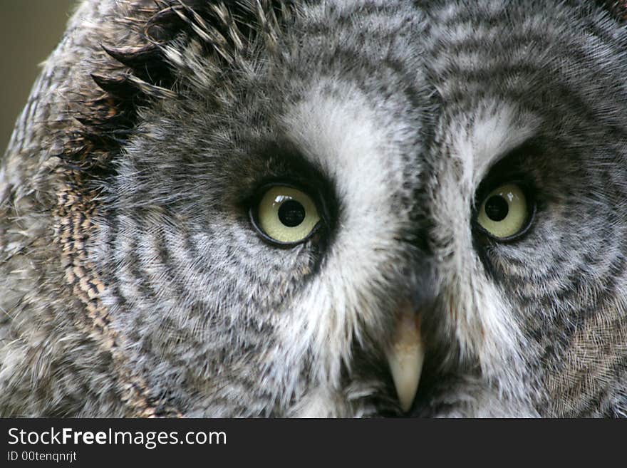 Owl sitting on the branch close up