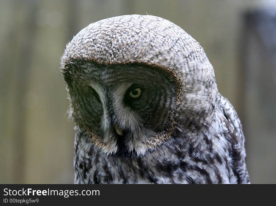 Owl sitting on the branch close up