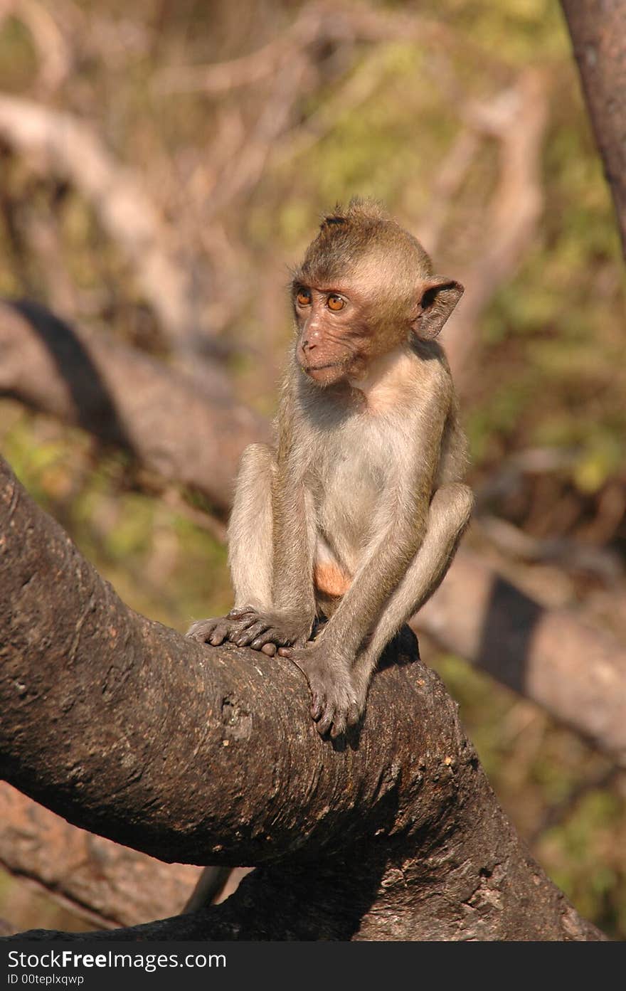 Green macaque. Thailand.