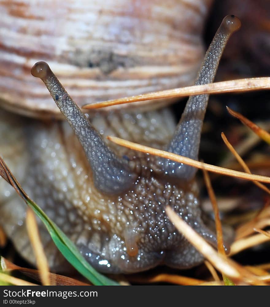 Head of snail in field