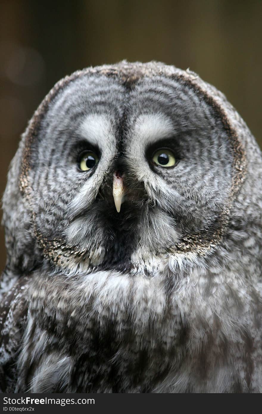 Owl sitting on the branch close up