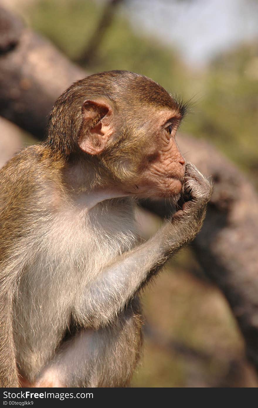 Green macaque. Thailand.