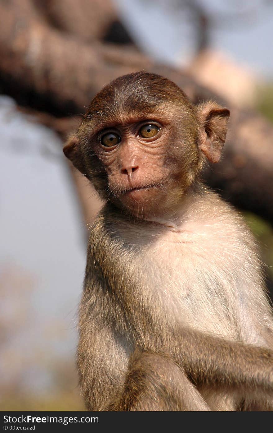 Green macaque. Thailand.