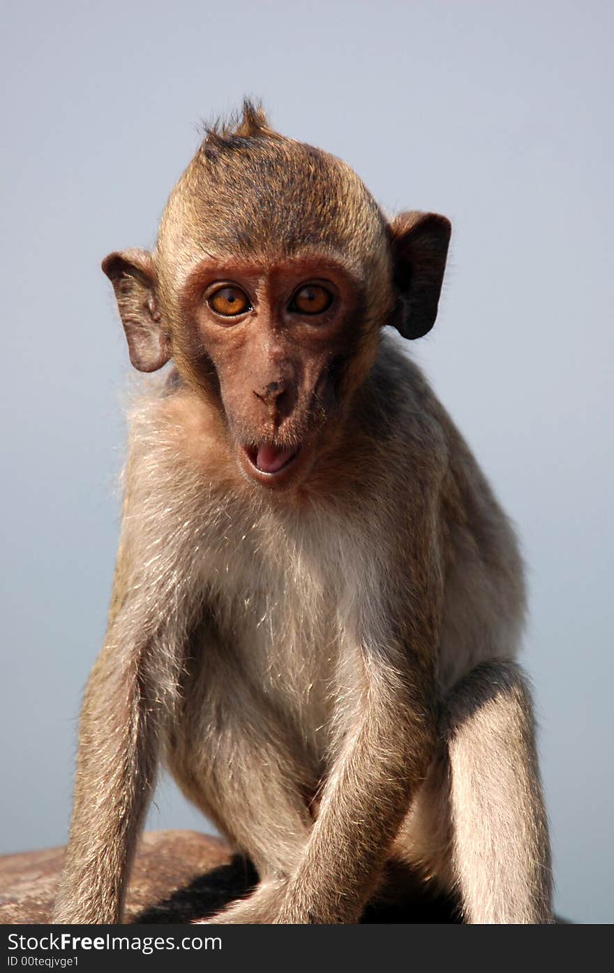 Green macaque. Thailand.