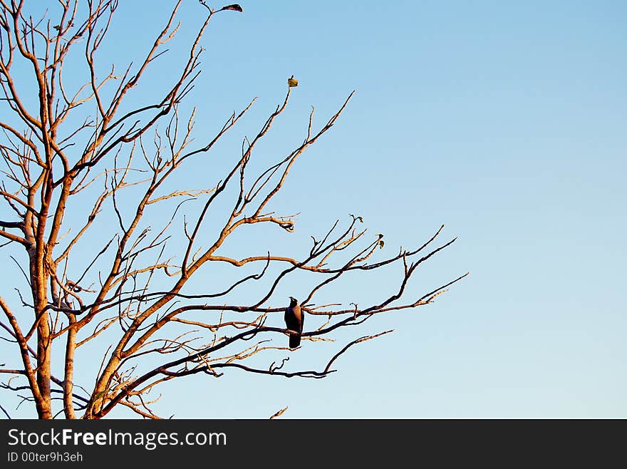 A crow sitting on an old tree