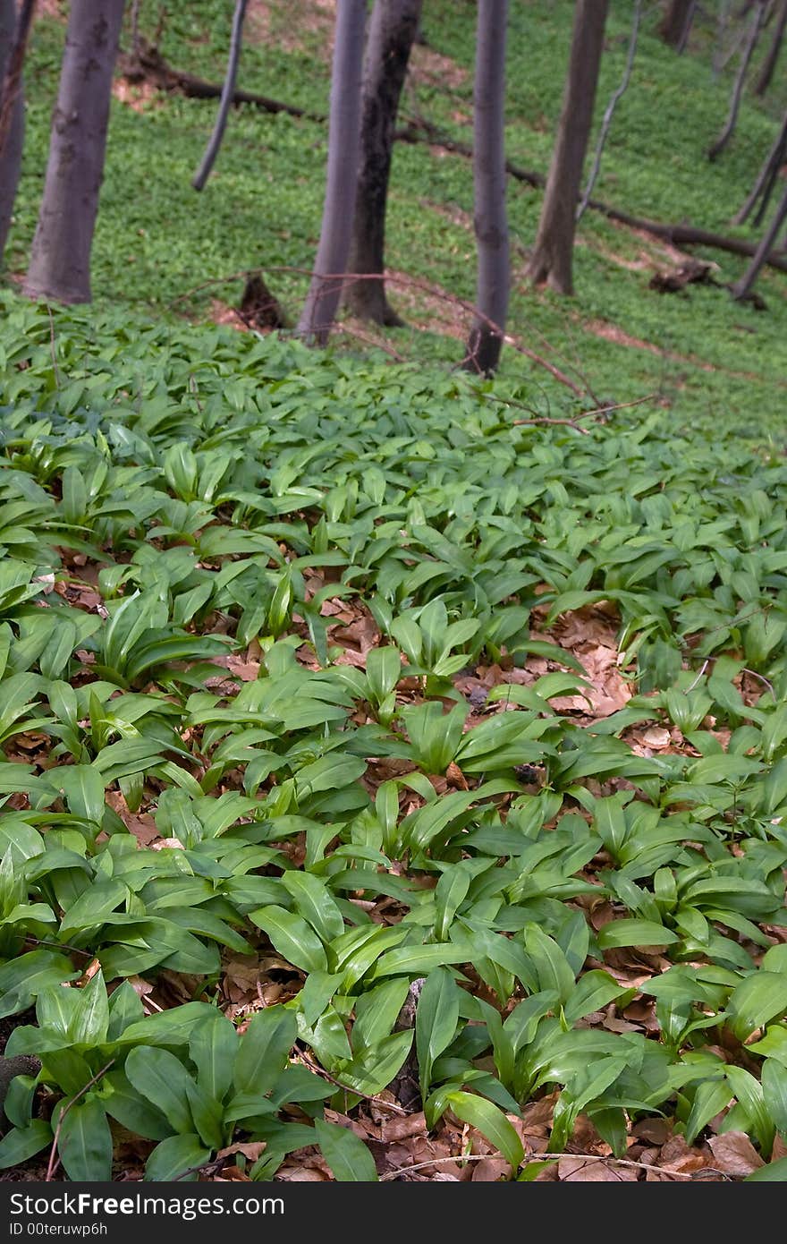 Wild garlic field