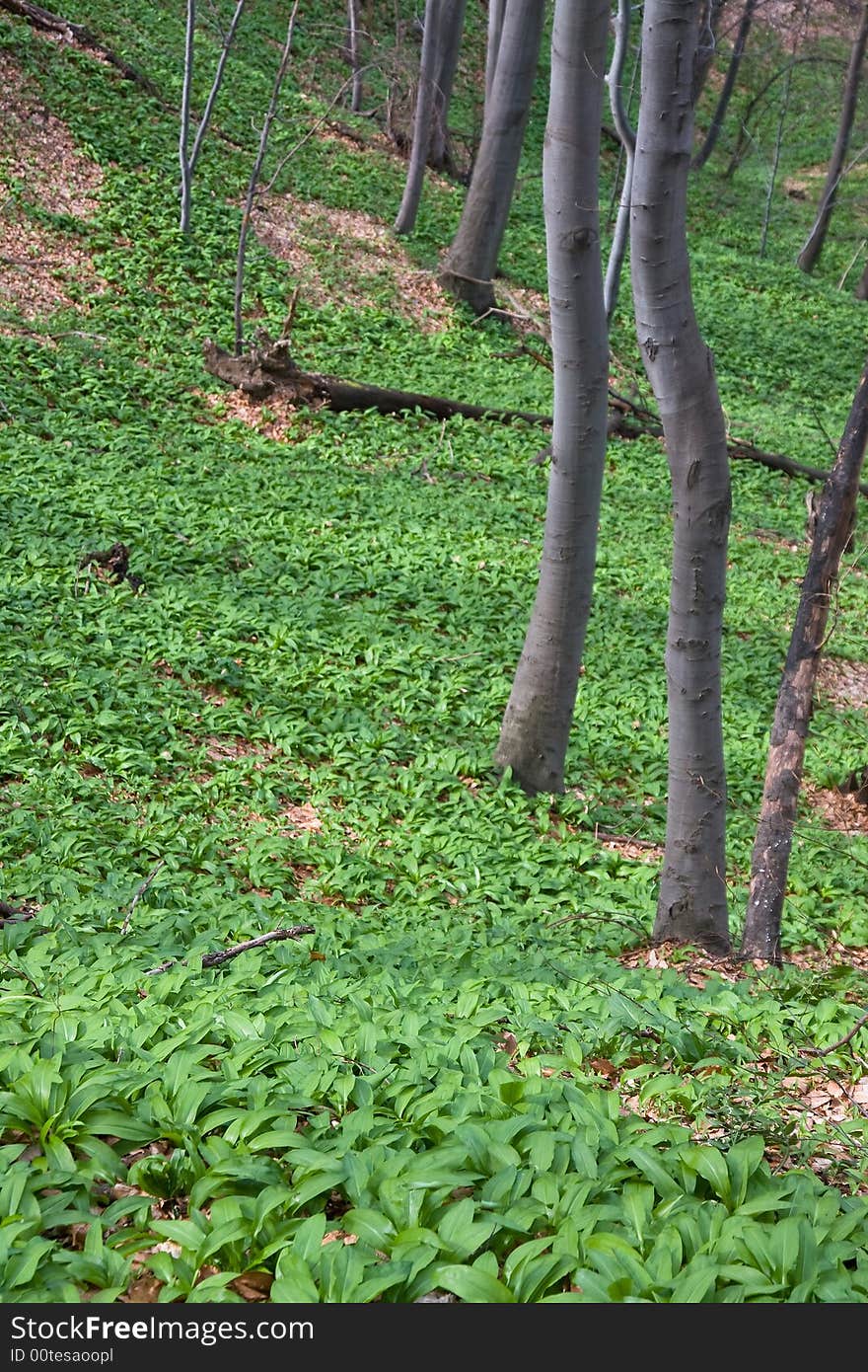 Wild Garlic Field