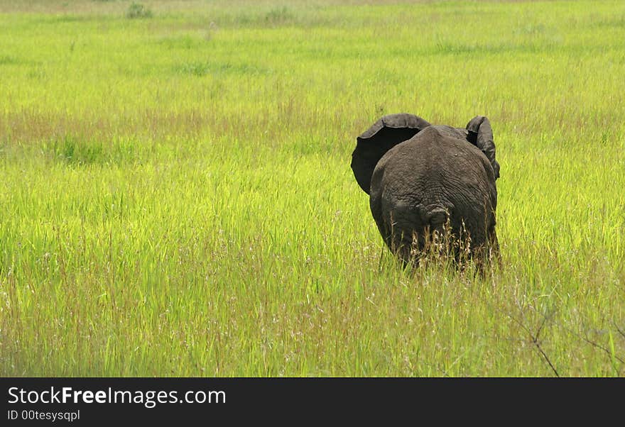 Elephant on the move in Queen Elisabeth Park, Uganda. Elephant on the move in Queen Elisabeth Park, Uganda.