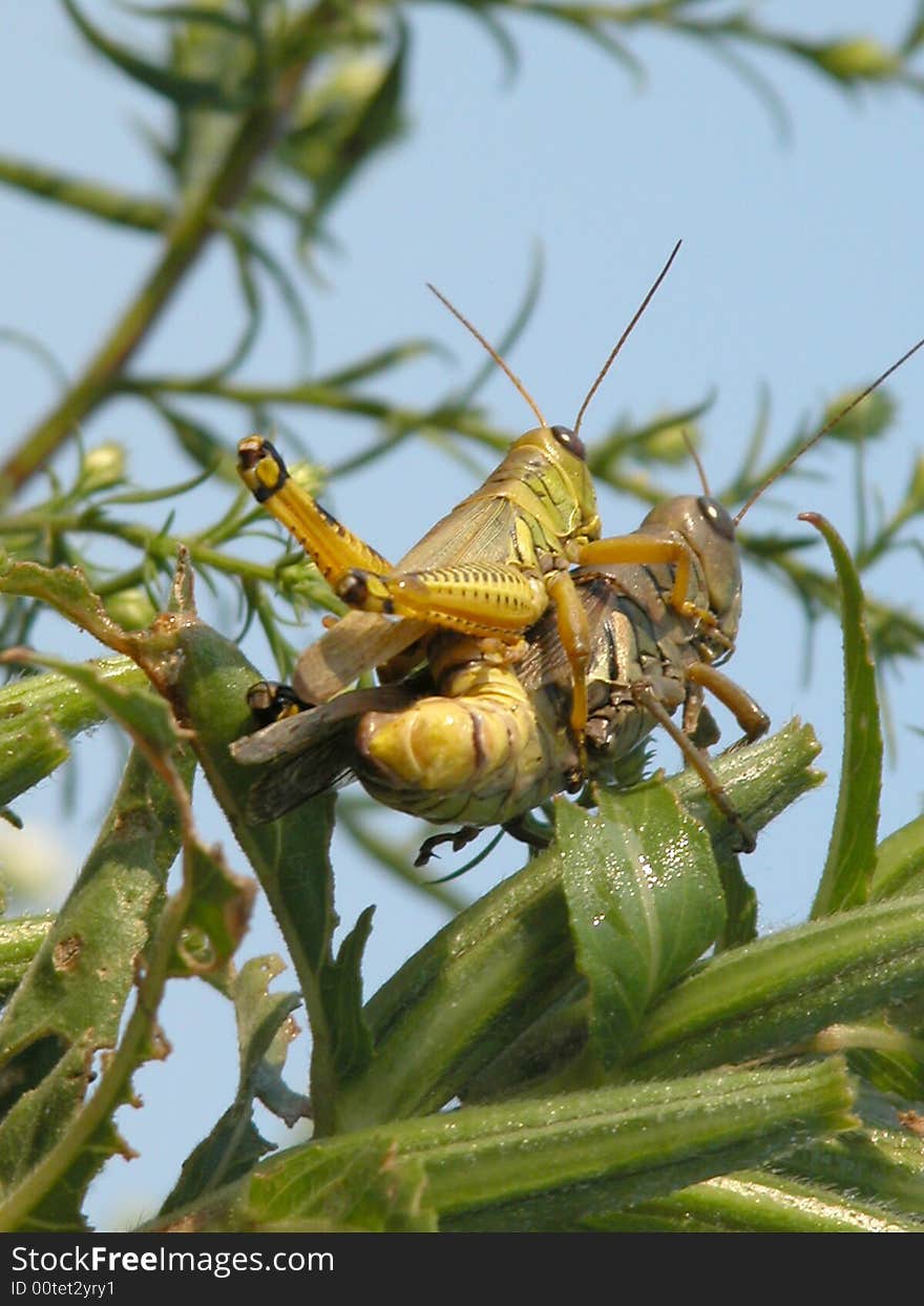 Mating Differential Grasshoppers-  Melanoplus differentialis-