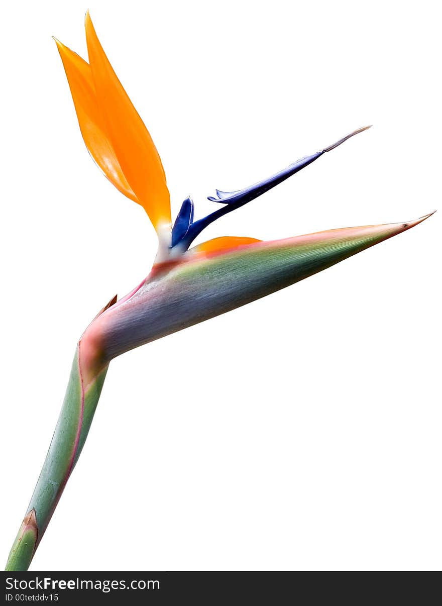 Bird of paradise flower on white. Bird of paradise flower on white