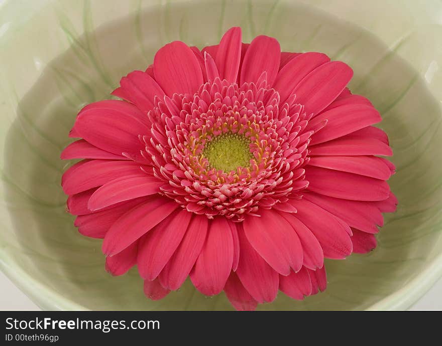 A green bowl holds a floating pink gerbera daisy. A green bowl holds a floating pink gerbera daisy.