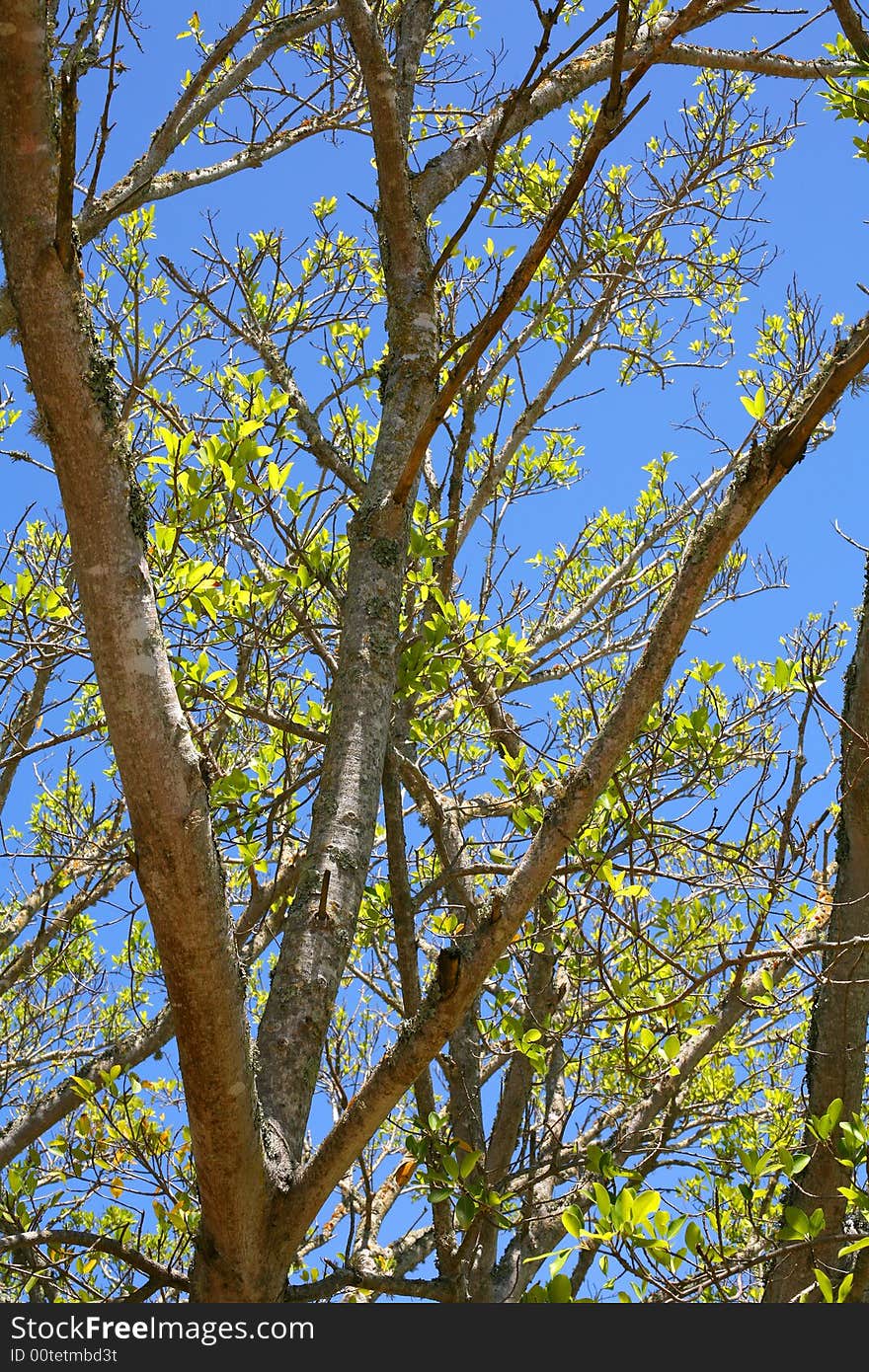 Sky view through a tree. Sky view through a tree