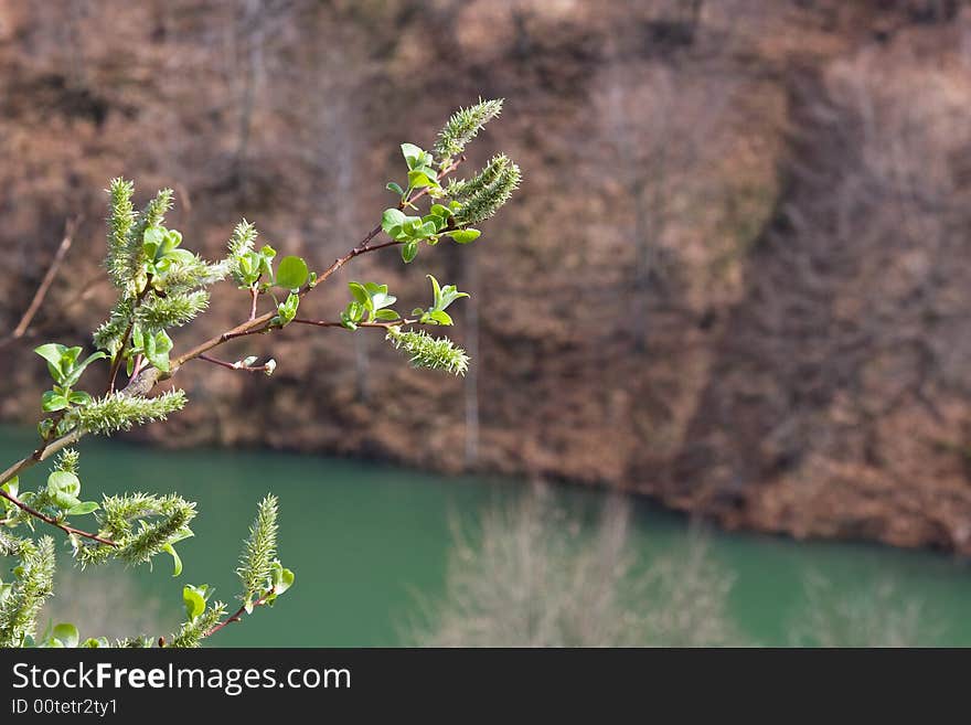 Single plant at the front macro and the lake seen from the hill behind