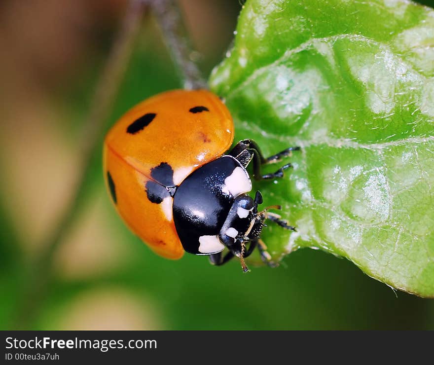 Ladybird