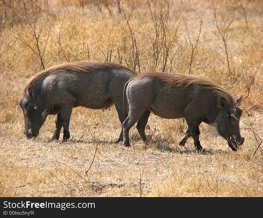 A pair of wart-hogs enjoy a munch on some Ngorongoro grass unafraid of anything sneaking up on them. A pair of wart-hogs enjoy a munch on some Ngorongoro grass unafraid of anything sneaking up on them