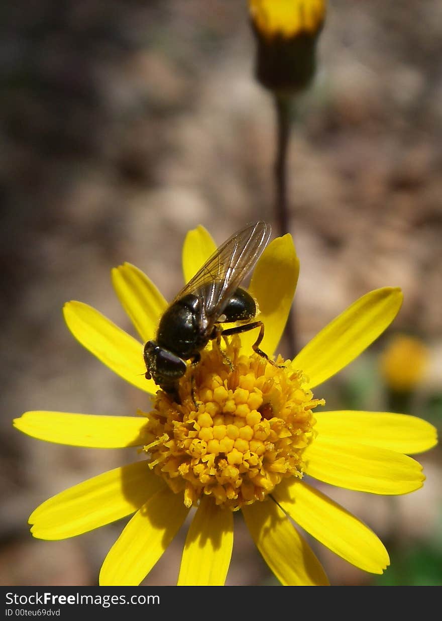 Bug on Yellow Flower