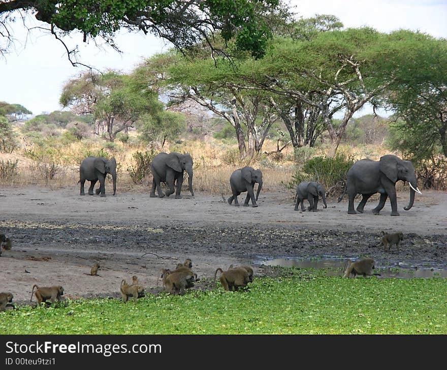 A family of african elephants on a mission for a midday roll in a mud bath with some babboons who couldn't care less. A family of african elephants on a mission for a midday roll in a mud bath with some babboons who couldn't care less